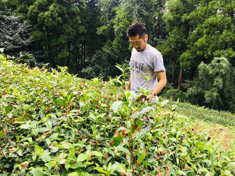 quyết định hồi hương